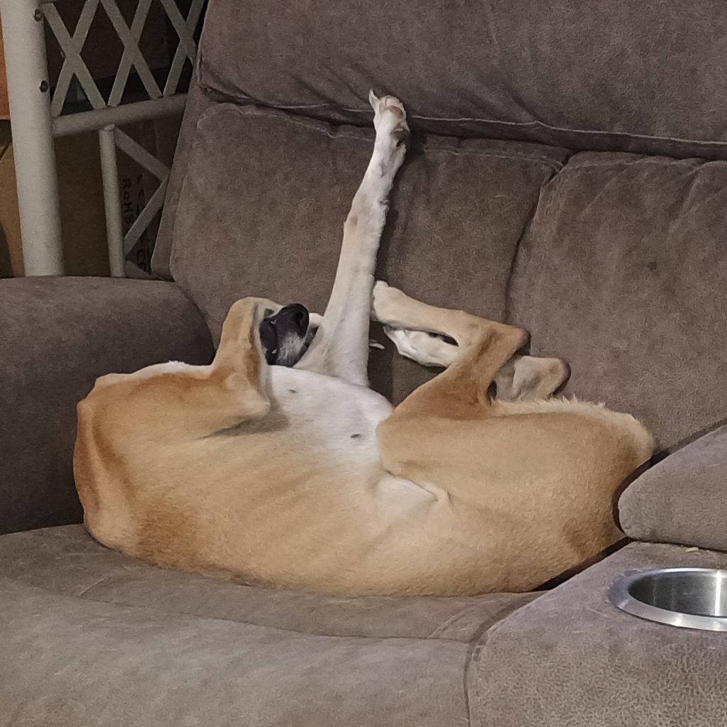 Fuega in her silliest position. Shop Dog