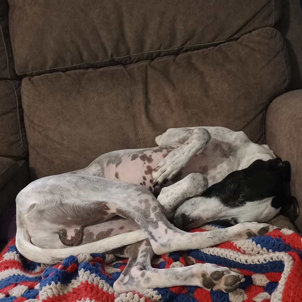 Smudge sleeps like the good boy he is.