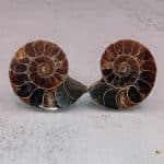 Ammonite Fossil Faker Plugs – Genuine 70-Million-Year-Old Fossil | Surgical Steel