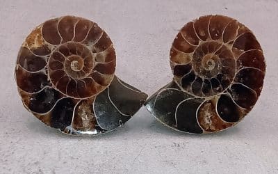 Ammonite Fossil Faker Plugs – Genuine 70-Million-Year-Old Fossil | Surgical Steel