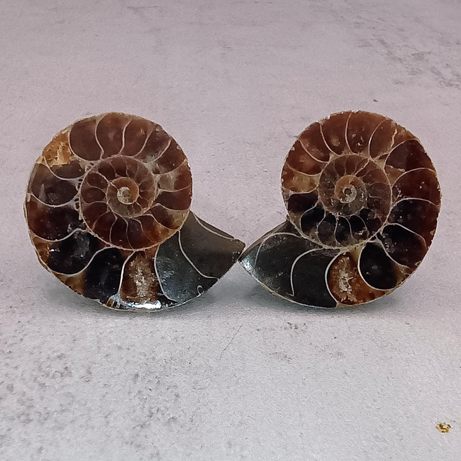 Ammonite Fossil Faker Plugs – Genuine 70-Million-Year-Old Fossil | Surgical Steel